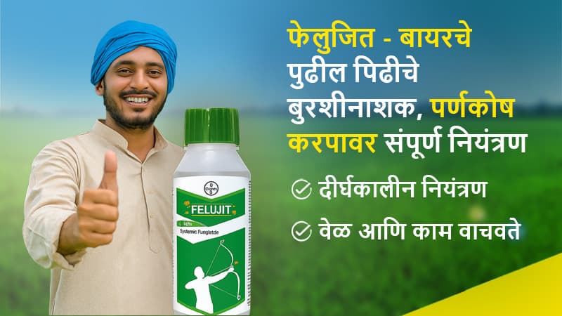 Marathi Felujit new