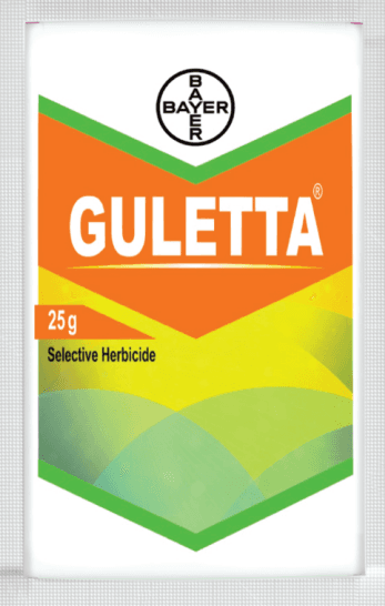 Guletta