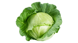 Cabbage