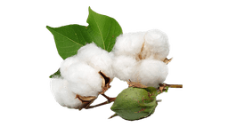 Cotton