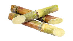 Sugarcane
