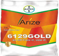 Arize 6129 Gold
