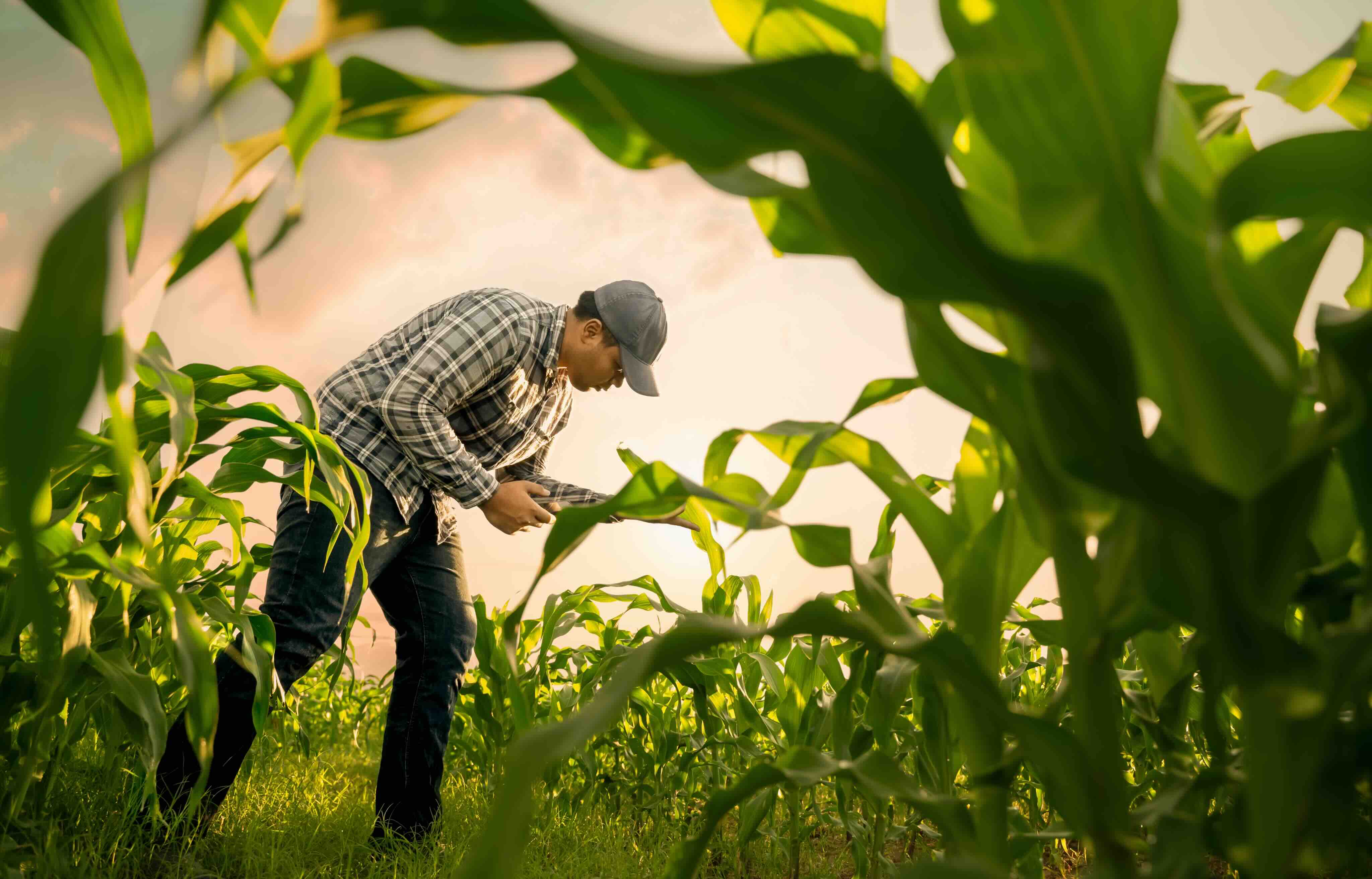 Bayer Crop Science India